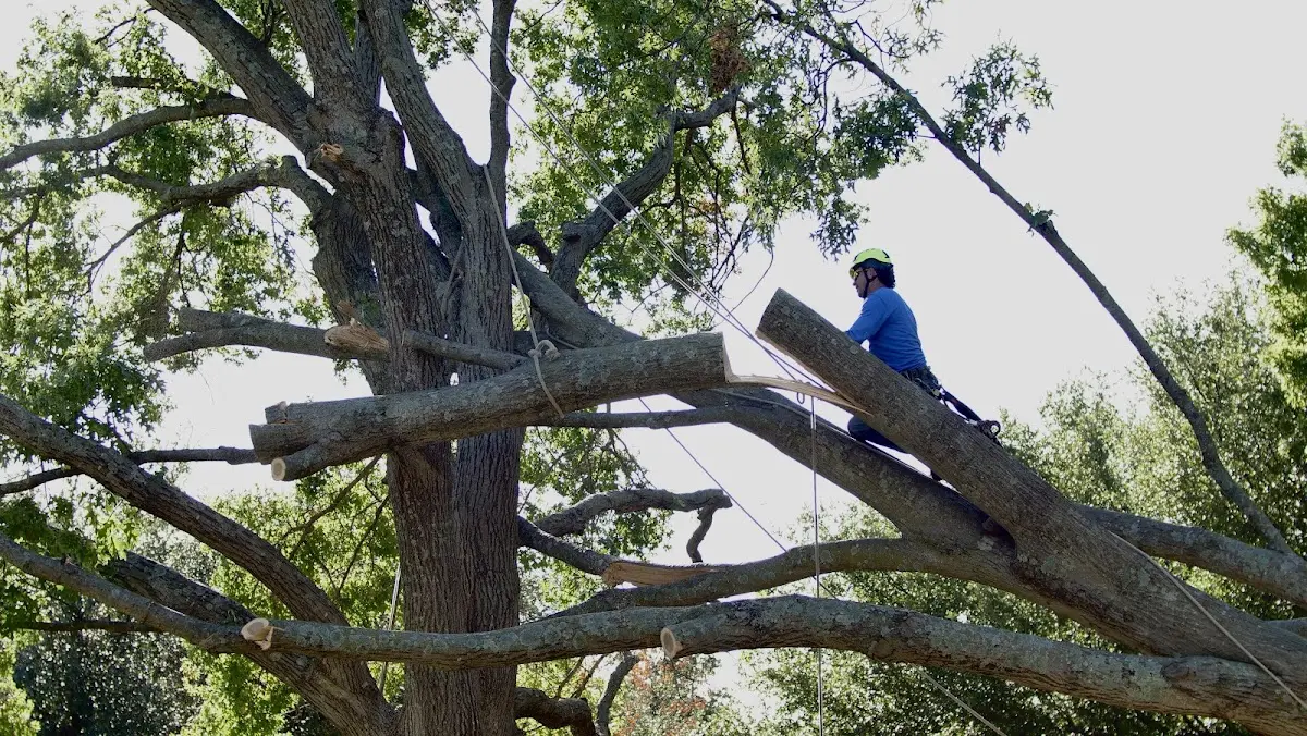 Professional Crown Thinning performed by certified arborists in Mount Airy